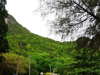 Scenic view of forest against sky