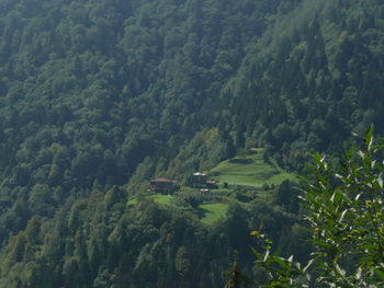 High angle view of trees on landscape