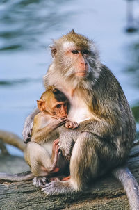 Monkey sitting outdoors