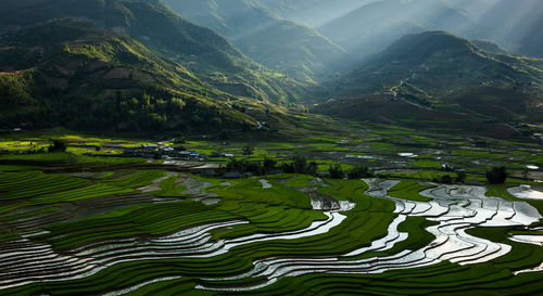 Scenic view of rice paddy