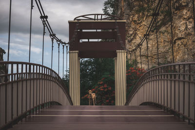 Dog standing on bridge in city