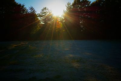 Sun shining through trees