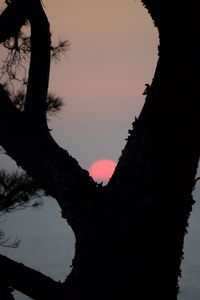 Silhouette trees against sky during sunset