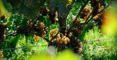 Close-up of grapes growing in vineyard