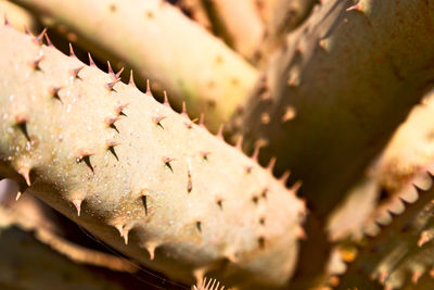 Full frame shot of cactus