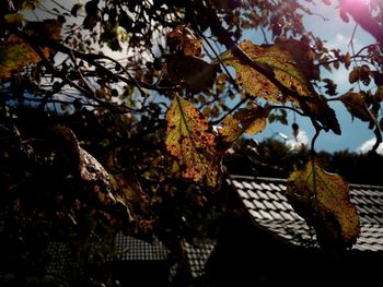 Low angle view of tree against sky