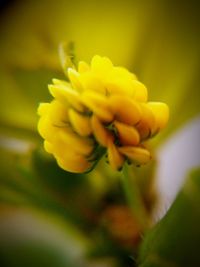 Close-up of yellow flower