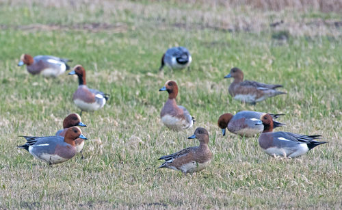 Ducks on a field