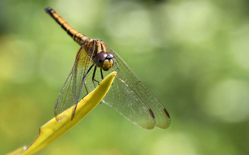 Close-up of insect on leaf