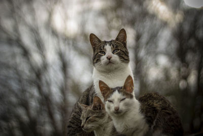 Close-up portrait of a cat