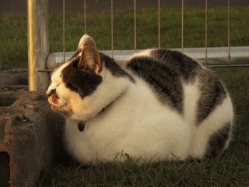 Cat sitting on grass