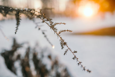 Close-up of frozen plant against sky during winter