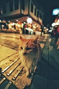Portrait of cat sitting on street at night