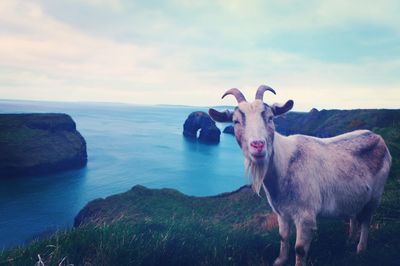 Goat standing by sea against sky