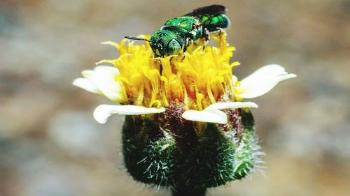 Close-up of insect on yellow flower