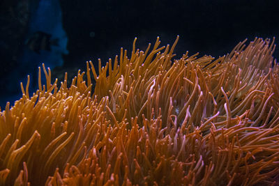 Close-up of fish swimming in sea