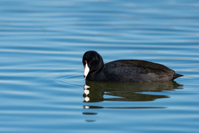 Duck swimming in lake