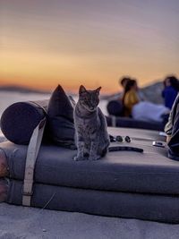 Portrait of a cat resting on the ground