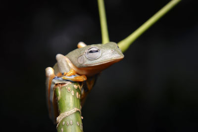 Close-up of frog on plant