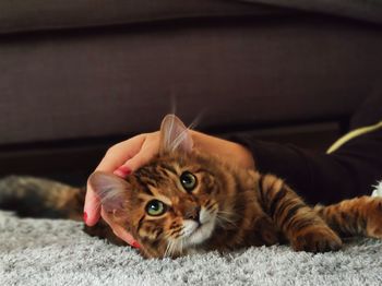 Portrait of cat lying down