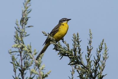 Bird perching on a tree