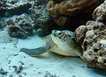 Turtle swimming in sea