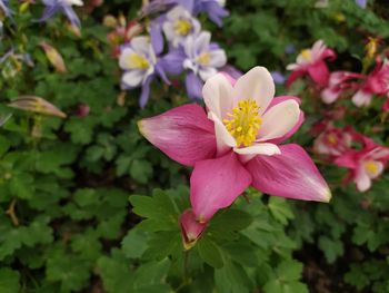 Close-up of pink flowering plant