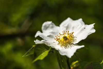 Close-up of white flower blooming outdoors