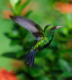 Close-up of a bird flying