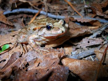 Close-up of frog on dry leaves