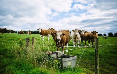 Scenic view of cows on field looking at camera