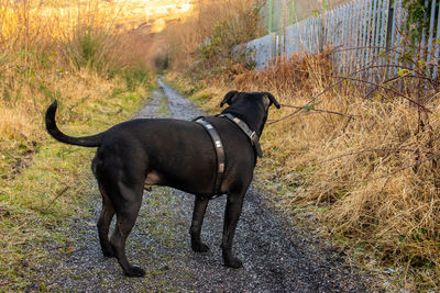 Side view of dog standing on land