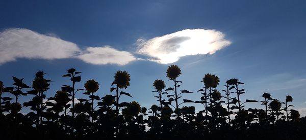 Low angle view of silhouette trees against sky