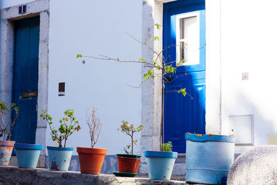 Potted plants outside building