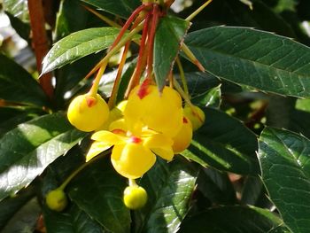 Close-up of yellow plant