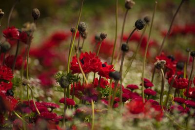 Close-up of red poppy flowers