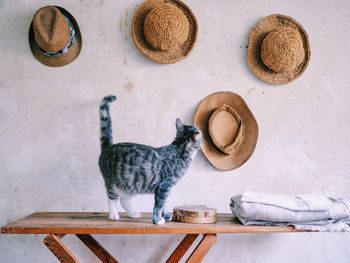 Cat standing on table against white wall