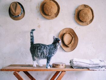 Cat standing on table against white wall