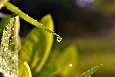 Close-up of wet plant