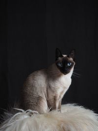 Portrait of cat sitting against black background