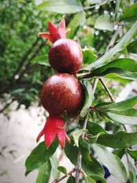 Close-up of red berries growing on tree