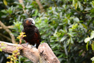 Close-up of bird perching on branch