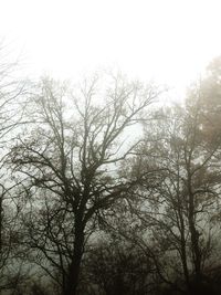 Low angle view of bare trees against sky