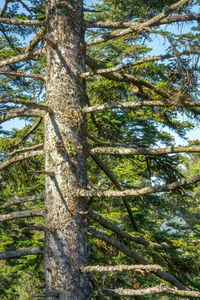 Low angle view of tree against sky