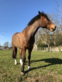 Horse on field against sky