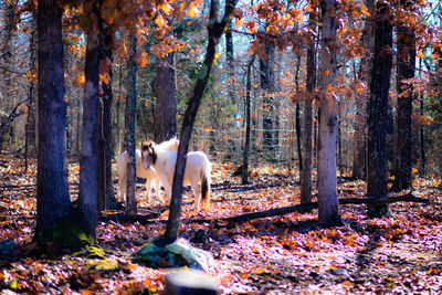 Horse in forest