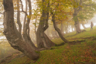 Trees in forest during autumn