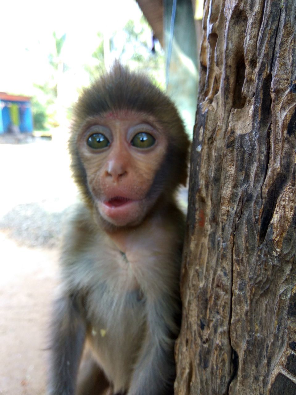 animal themes, mammal, one animal, looking at camera, portrait, tree, day, monkey, animals in the wild, tree trunk, outdoors, primate, close-up, nature, animal wildlife, no people, domestic animals