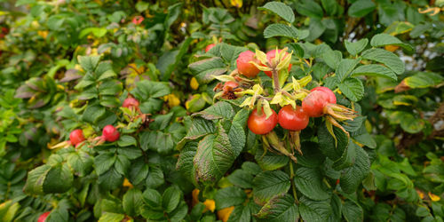 Rosehip orange on a green bush