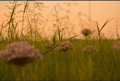 Close-up of flowering plants on field